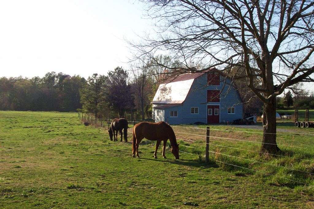 Horses grazing in front of barn at Terre Haute Farm in Midlothian Virginia.